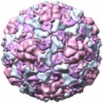 RhinovirusRCSB rhinovirus