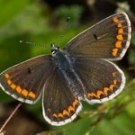 320px-Aricia_agestis-04_(xndr) Kleiner Sonnenröschenbläuling