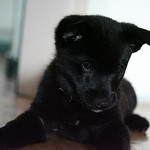 Black Norwegian Elkhound