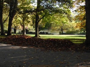 Herbst im Park