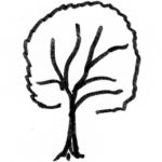Baum